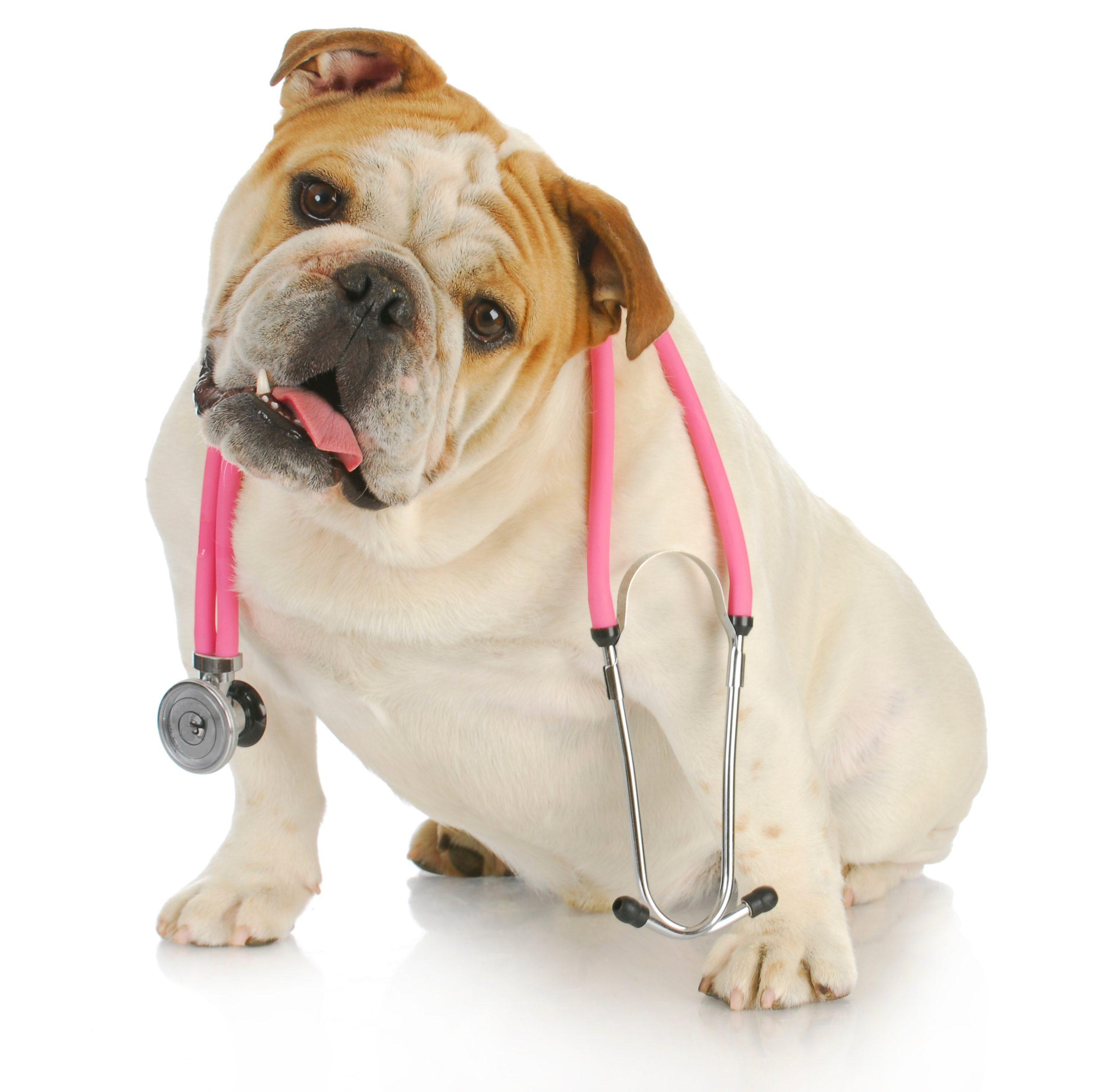 Süße Bulldogge trägt rosa Stethoskop wie Tierarzt - professionelles Hundeporträt auf weißem Hintergrund.