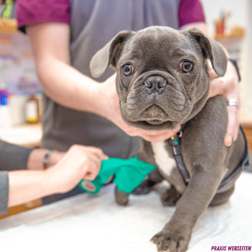Grauer Französische Bulldogge Welpe bei tierärztlicher Untersuchung auf weißem Behandlungstisch